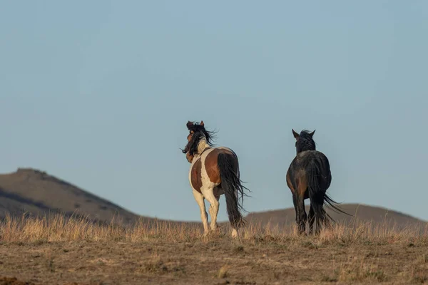 Cavalli Selvatici Primavera Nel Deserto Dello Utah — Foto Stock