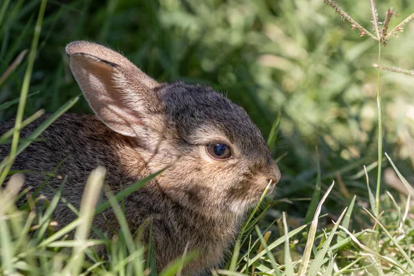 草の中の可愛いヤングコットンテールのウサギ — ストック写真