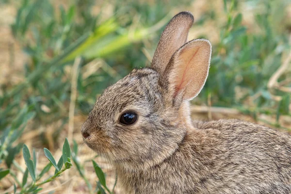 Милый Маленький Кролик Траве — стоковое фото