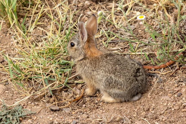 草の中の可愛いヤングコットンテールのウサギ — ストック写真