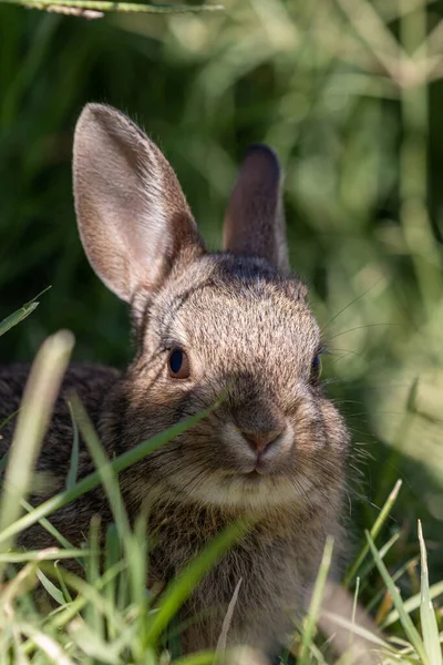 Cute Young Cottontail Rabbit Grass — Stock Photo, Image