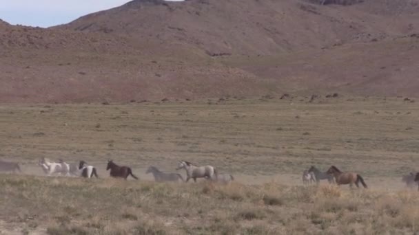 un troupeau de chevaux sauvages dans le désert de l'Utah