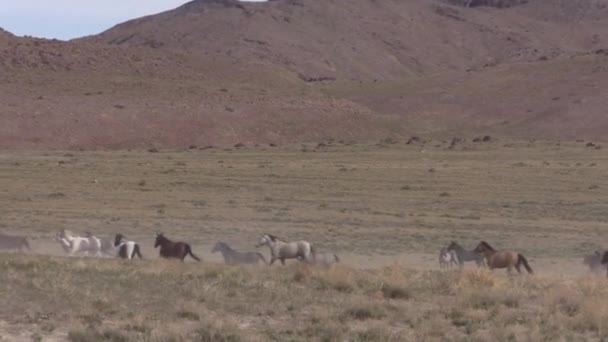 ユタ砂漠で野生の馬の群れが — ストック動画