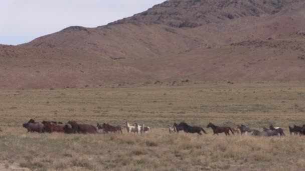 Een Kudde Wilde Paarden Utah Woestijn — Stockvideo