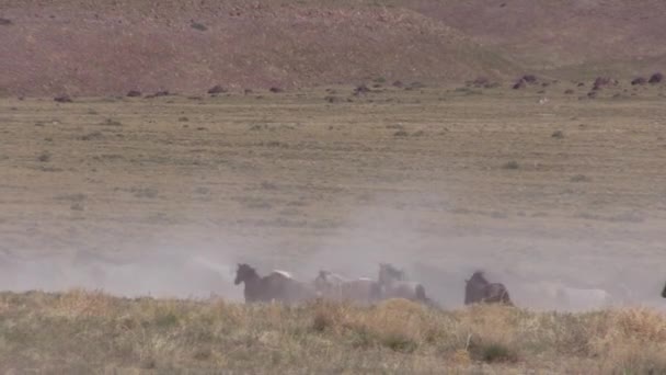 ユタ砂漠で野生の馬の群れが — ストック動画