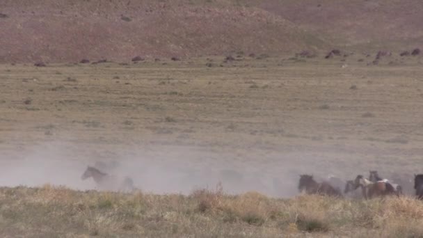 ユタ砂漠で野生の馬の群れが — ストック動画