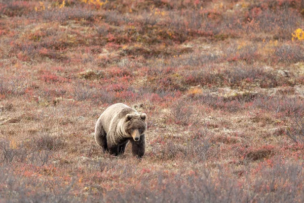 Oso Pardo Parque Nacional Denali Alaska Otoño —  Fotos de Stock