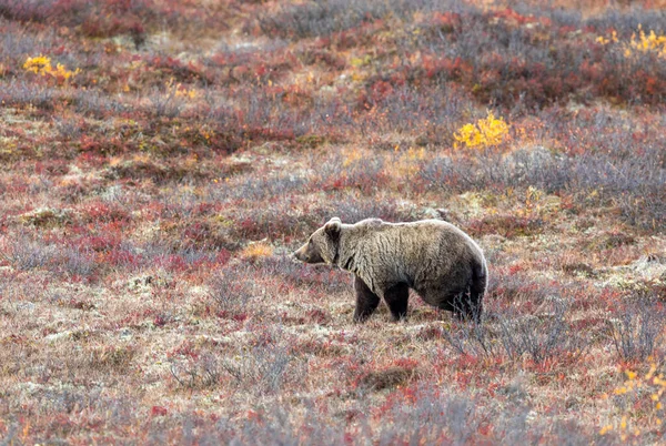 Грізлі Ведмідь Національному Парку Деналі Аляска Восени — стокове фото