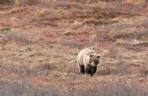 Oso Pardo Parque Nacional Denali Alaska Otoño —  Fotos de Stock