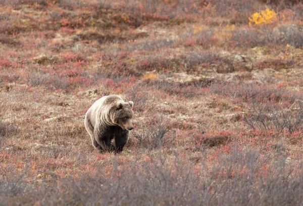 Oso Pardo Parque Nacional Denali Alaska Otoño —  Fotos de Stock