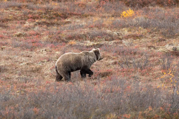 Urso Pardo Parque Nacional Denali Alasca Outono — Fotografia de Stock