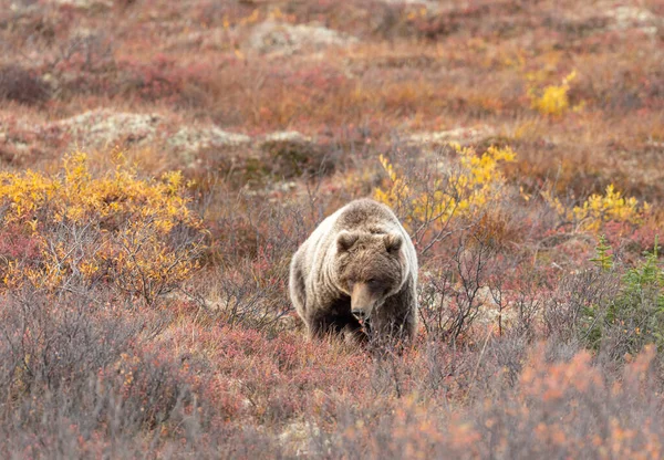 Μια Αρκούδα Γκρίζλι Στο Εθνικό Πάρκο Ντενάλι Αλάσκα Φθινόπωρο — Φωτογραφία Αρχείου