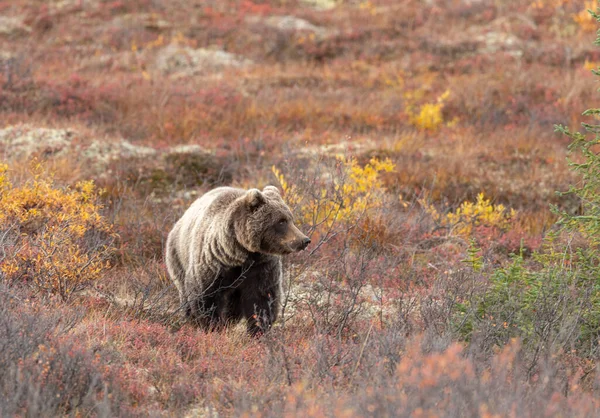 Urso Pardo Parque Nacional Denali Alasca Outono — Fotografia de Stock