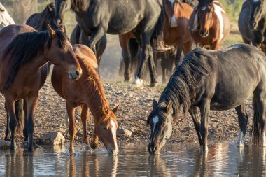 Utah 'ta bir çölde vahşi atlar.