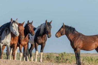 Baharda Utah çölünde vahşi at sürüsü.