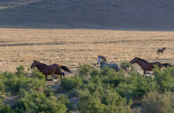 Herd Wild Horses Utah Desert Spring — Stock Photo, Image