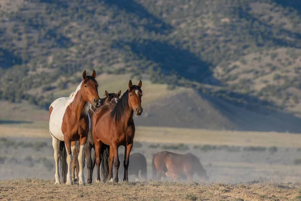 Stado Dzikich Koni Pustyni Utah Wiosną — Zdjęcie stockowe
