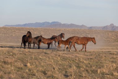 Baharda Utah çölünde vahşi at sürüsü.