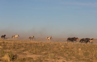 Baharda Utah çölünde vahşi bir at sürüsü.