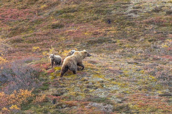 Een Grizzly Beer Zeug Welpen Herfst Denali National Park Alaska — Stockfoto