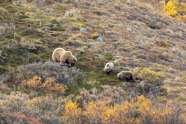 Una Cerda Oso Pardo Cachorros Otoño Parque Nacional Denali Alaska —  Fotos de Stock