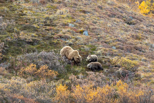 Grizzly Bear Sow Cubs Autumn Denali National Park Alaska — Stok fotoğraf