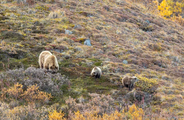 Una Cerda Oso Pardo Cachorros Otoño Parque Nacional Denali Alaska —  Fotos de Stock