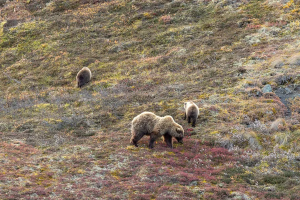 Grizzly Medvěd Prasnice Mláďata Podzim Národním Parku Denali Aljaška — Stock fotografie