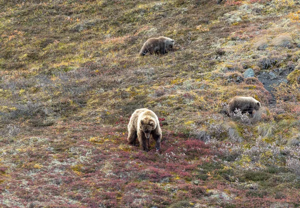 Una Cerda Oso Pardo Cachorros Otoño Parque Nacional Denali Alaska —  Fotos de Stock