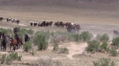 Baharda Utah çölünde bir yabani gül sürüsü.