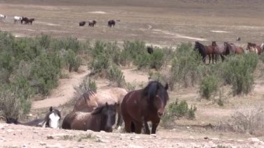 Baharda Utah çölünde vahşi at sürüsü.