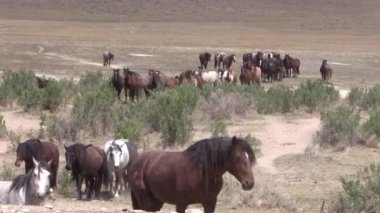 Baharda Utah çölünde vahşi at sürüsü.