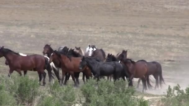 Baharda Utah Çölünde Bir Yabani Gül Sürüsü — Stok video