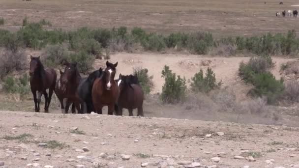 Stádo Divokých Hromů Jaře Poušti Utah — Stock video