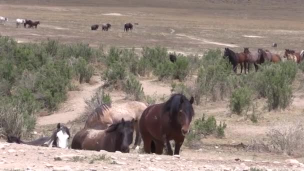 Ένα Κοπάδι Άγρια Άλογα Στην Έρημο Της Γιούτα Την Άνοιξη — Αρχείο Βίντεο