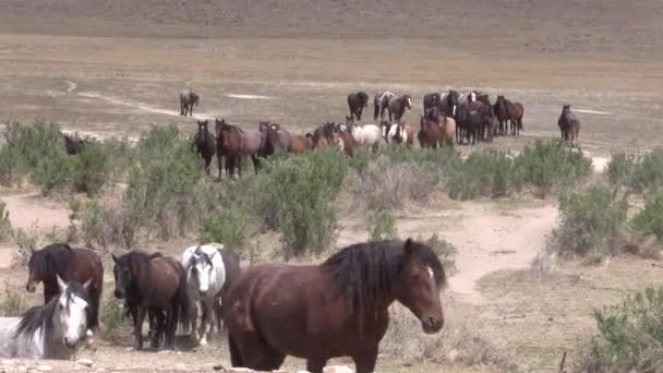 Troupeau Chevaux Sauvages Dans Désert Utah Printemps — Video
