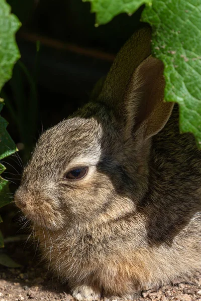 Cute Young Cottontail Rabbit — Stock Photo, Image