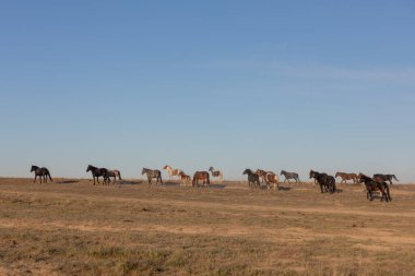 Baharda Utah çölünde vahşi bir at sürüsü.