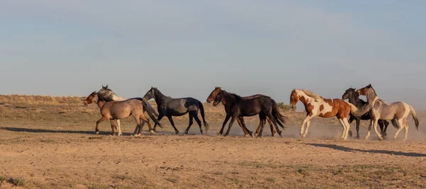 Una Mandria Cavalli Selvatici Primavera Nel Deserto Dello Utah — Foto Stock