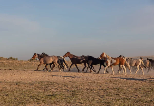 a herd of wild horses in spring in the Utah desert