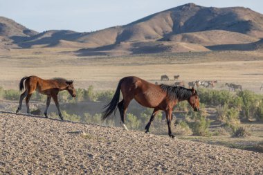 Utah çölünde vahşi bir kısrak ve tay.