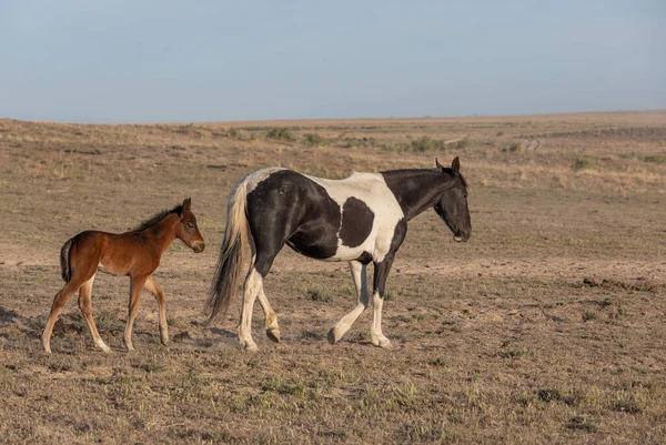 Une Jument Sauvage Poulain Dans Désert Utah — Photo