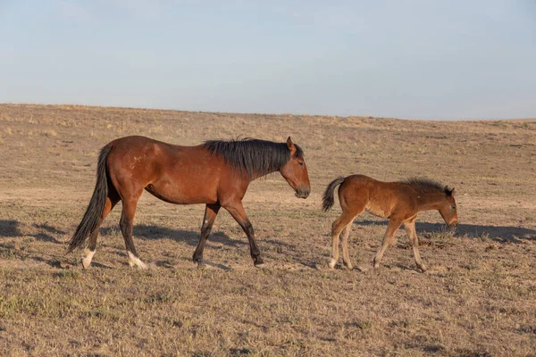 Wild Horse Mare Foal Utah Desert — Stock Photo, Image