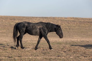Baharda Utah çölünde vahşi bir at.