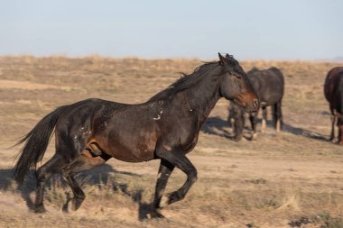 Baharda Utah çölünde vahşi bir at.