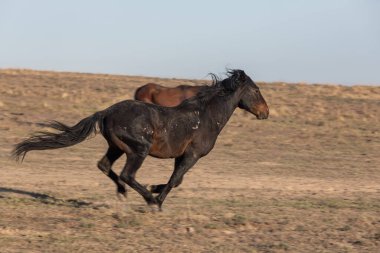 Baharda Utah çölünde vahşi bir at.