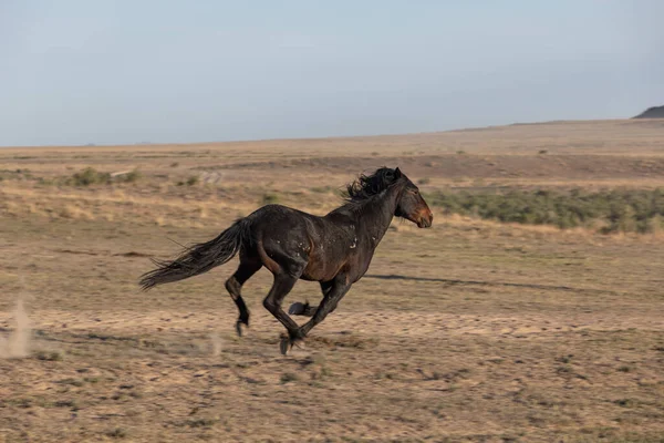 春にユタ砂漠で野生の馬が — ストック写真