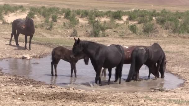 Vilda Hästar Vid Ett Ökenvattenhål Utah — Stockvideo