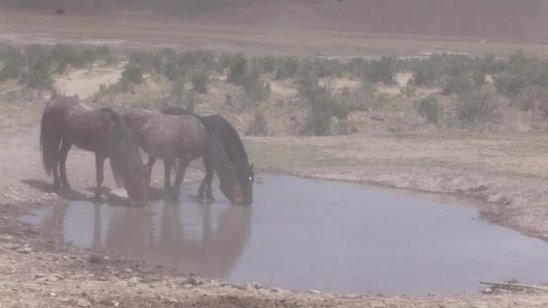 Wildpferde Einem Wüstenwasserloch Utah — Stockvideo