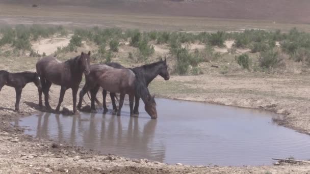 犹他州沙漠水坑边的野马 — 图库视频影像